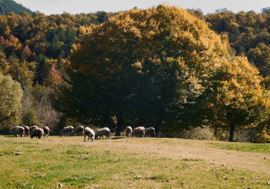                                Sonbaharda renkli ağaçlar ve yeşil çimenler