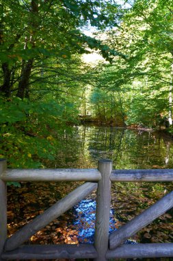                                Sonbaharda göle düşen yapraklar ve gölü çevreleyen yeşil ağaçlar.