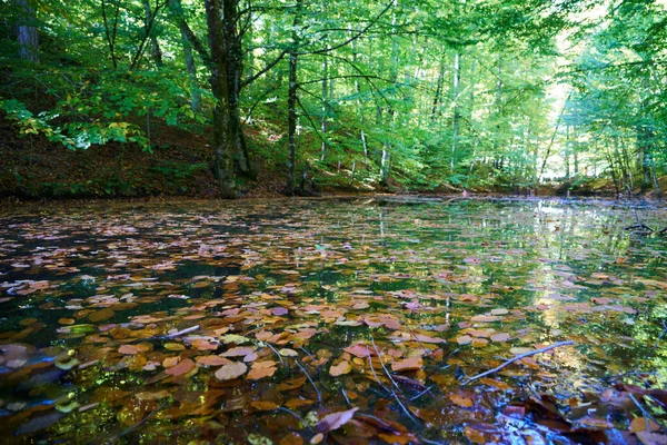 秋天湖中的落叶和湖中的绿树 — 图库照片