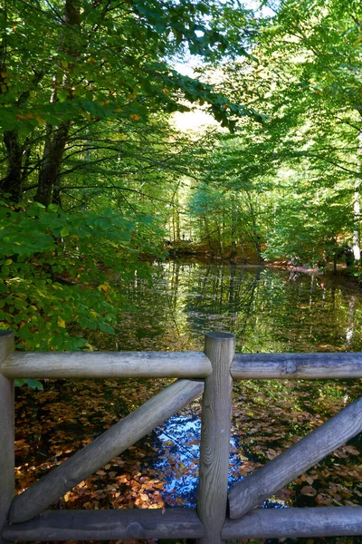                                Sonbaharda göle düşen yapraklar ve gölü çevreleyen yeşil ağaçlar.
