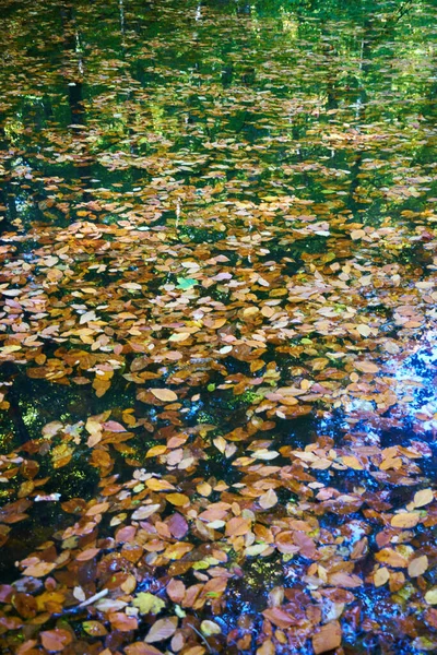                                Sonbaharda göle düşen yapraklar ve gölü çevreleyen yeşil ağaçlar.