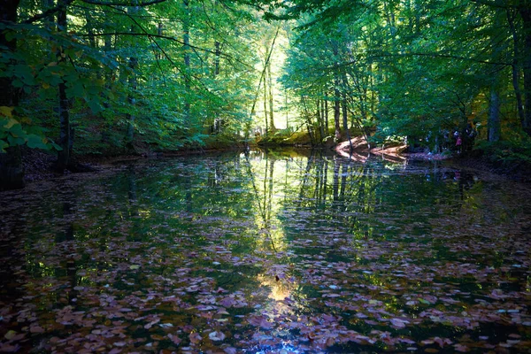 Feuilles Tombées Dans Lac Automne Arbres Verts Entourant Lac — Photo