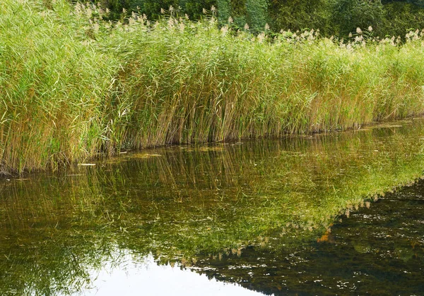 湖中倒影的芦苇 — 图库照片