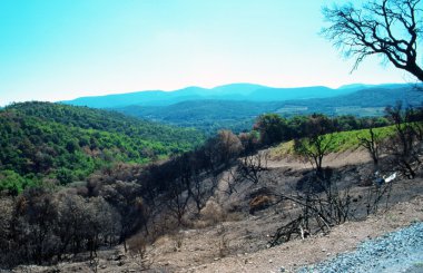 sonra bir orman yangınları.