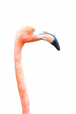 Kırmızı flamingo.