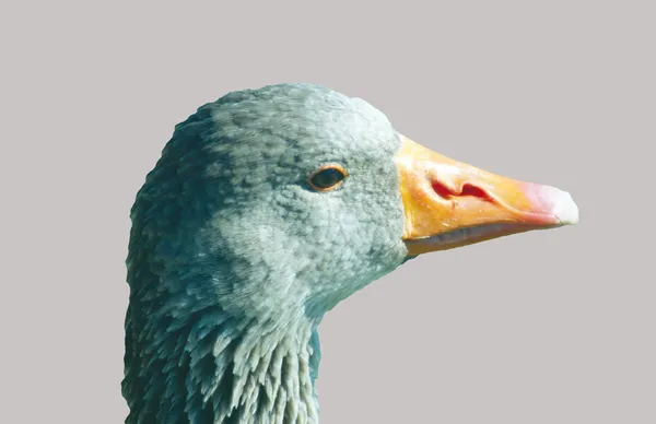 Retrato de um greylag . — Fotografia de Stock