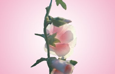 Pembe çiçek, pembe arka plan.