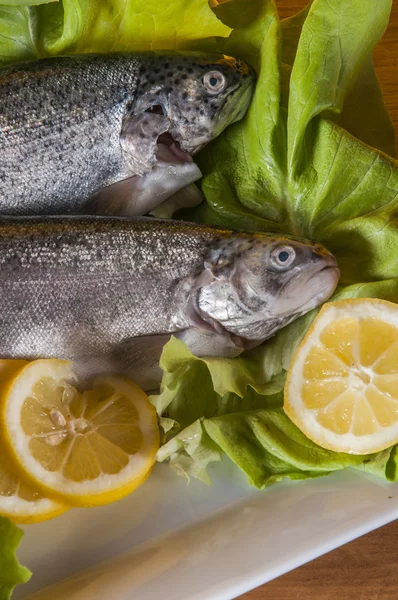 Mediterranean composition with row fish — Stock Photo, Image