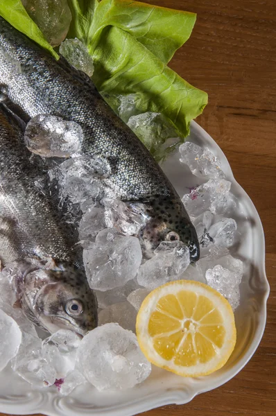 Raw fish on the plate, mediterranean theme — Stock Photo, Image