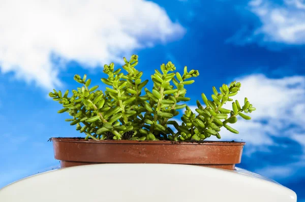 Lavoro in giardino, colori saturi — Foto Stock