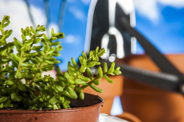 Thema van de lente in de tuin werken — Stockfoto