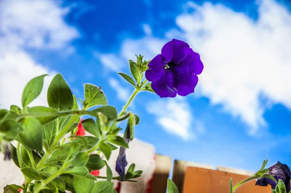 青空の背景と園芸のもの — ストック写真