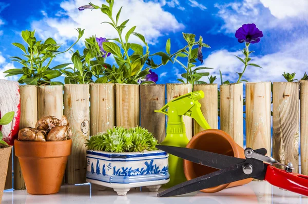 Tuinieren dingen met levendige kleuren en blauwe achtergrond — Stockfoto