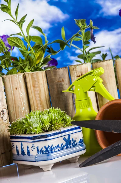 Jardinage avec des couleurs vives et fond bleu — Photo