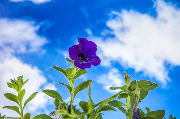 Vivid, tema de jardinagem brilhante — Fotografia de Stock