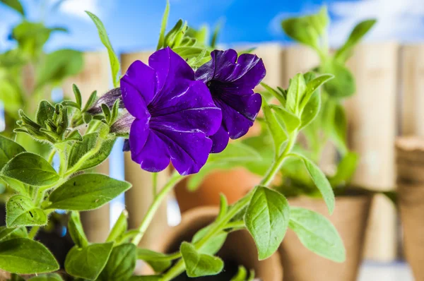 Lente klimaat met tuinieren spullen — Stockfoto