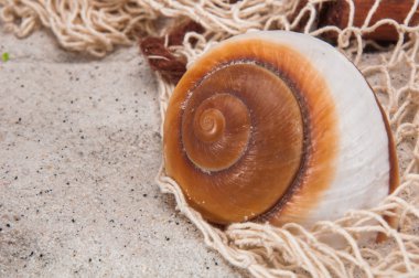 sert ışık, canlı renkler ile dekoratif yaz kompozisyon