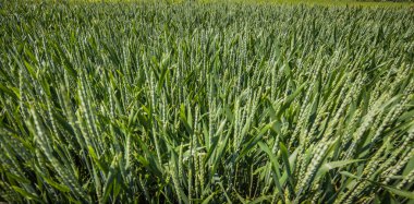 Yaz kırsal peyzaj alanları ile