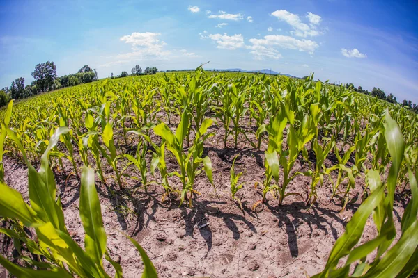 Paisagem rural com campos cultivados — Fotografia de Stock