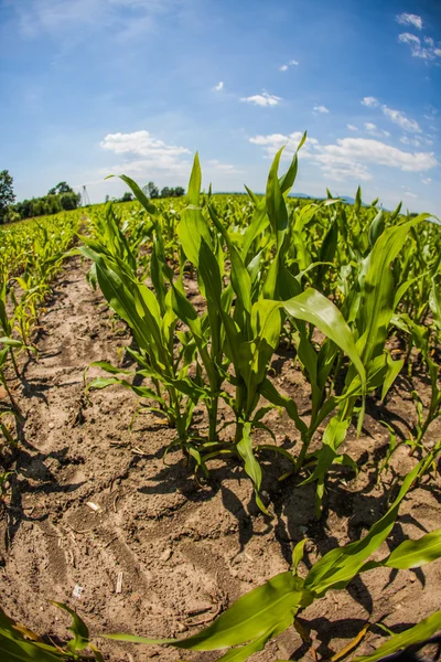 Paisagem rural com campos cultivados — Fotografia de Stock