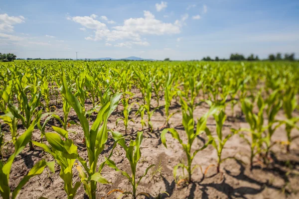 Paisagem rural com campos cultivados — Fotografia de Stock