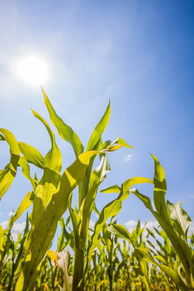 Cultivo de verão nos campos, paisagem ensolarada — Fotografia de Stock