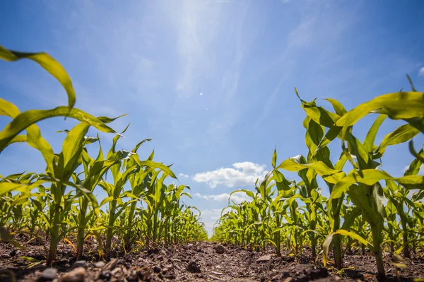 Cultivo de verão nos campos, paisagem ensolarada — Fotografia de Stock