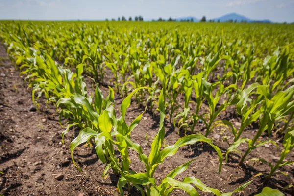 Zomer teelt op de velden, zonnige landschap — Stockfoto