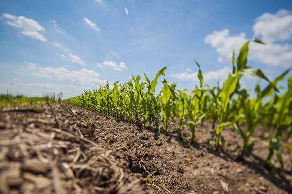 Paisagem rural de verão com campos — Fotografia de Stock