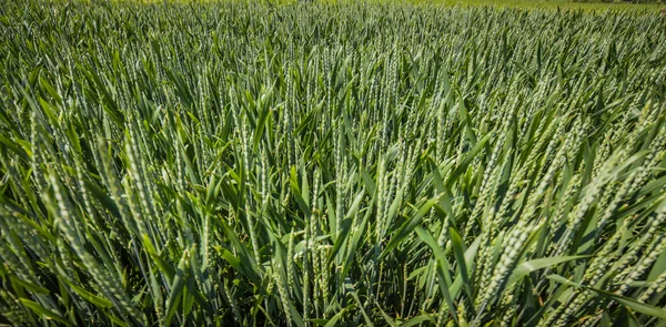 Paisagem rural de verão com campos — Fotografia de Stock