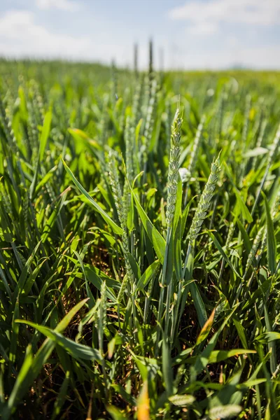 Paisagem rural de verão com campos — Fotografia de Stock