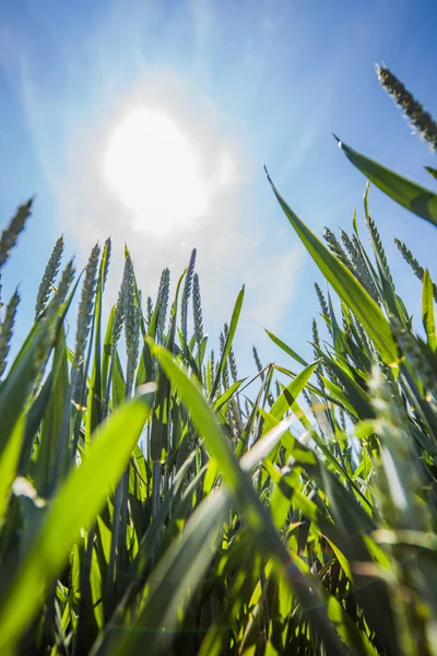 Campi di mais estivi con sole, paesaggio saturo — Foto Stock