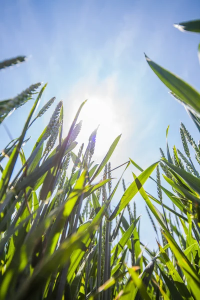 Campos de milho de verão com sol, paisagem saturada — Fotografia de Stock
