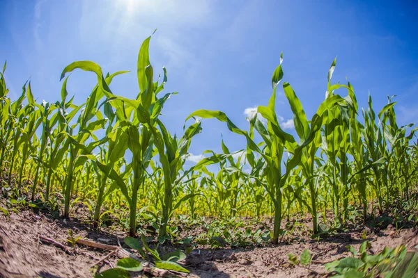 Campos de milho de verão com sol, paisagem saturada — Fotografia de Stock