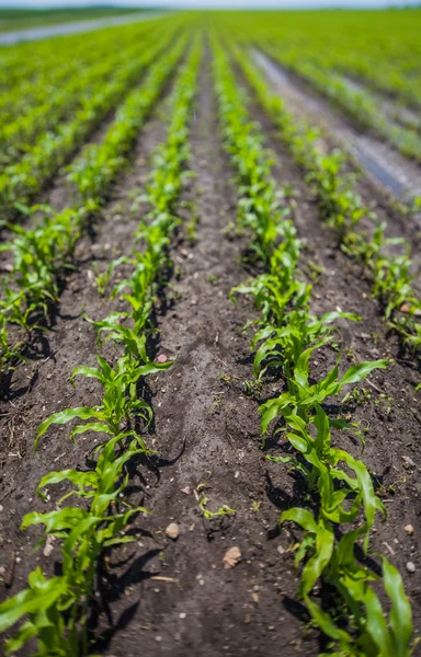 Summer cultivation on the fields, sunny landscape Stock Picture