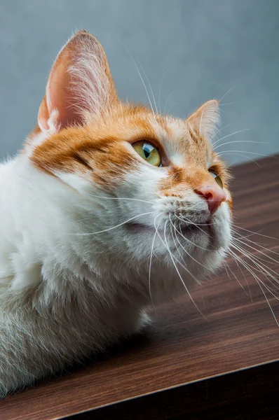 Wonderful domestic playing cat — Stock Photo, Image