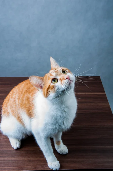 Maravilloso doméstico jugando gato — Foto de Stock