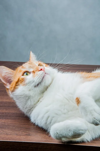 Чудесная домашняя играющая кошка — стоковое фото