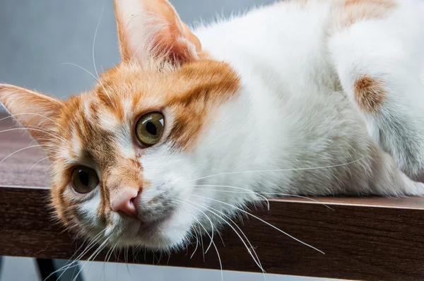 Cute playing cat, domestic theme — Stock Photo, Image