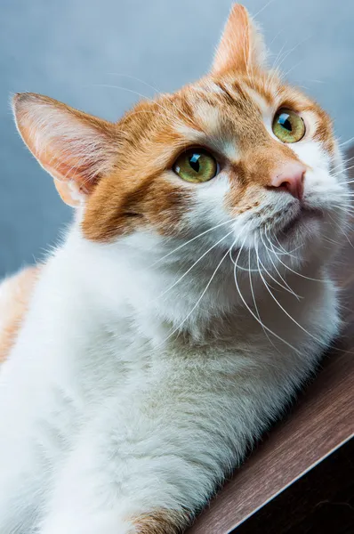 Cute playing cat, domestic theme — Stock Photo, Image