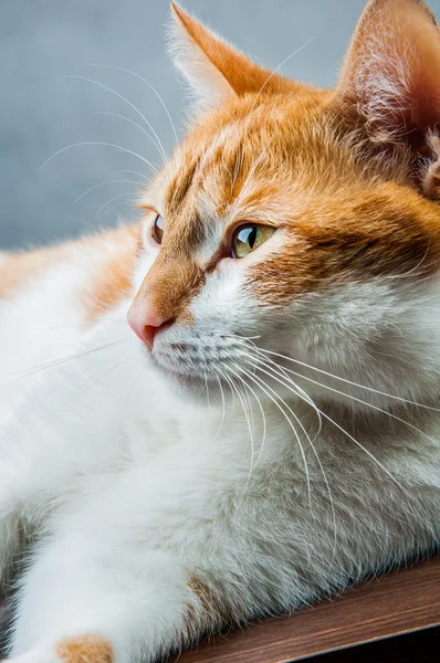 Cute playing cat, domestic theme — Stock Photo, Image