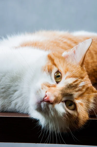 Lindo gato jugando, tema doméstico — Foto de Stock