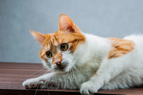 Dulce lindo gato en casa —  Fotos de Stock