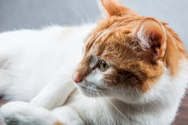 Dulce lindo gato en casa — Foto de Stock