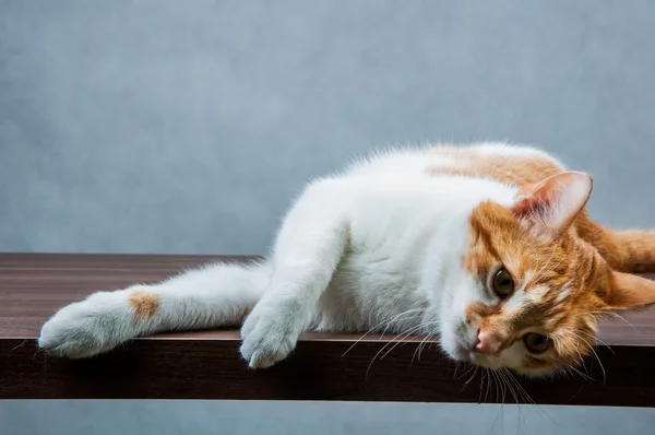 Dulce lindo gato en casa — Foto de Stock