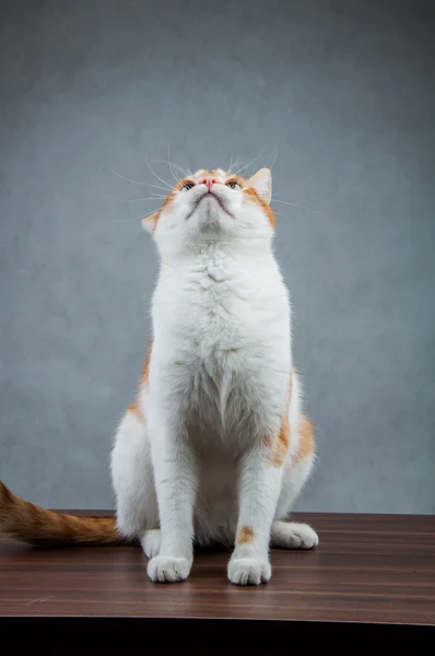 Doce gato bonito em casa — Fotografia de Stock