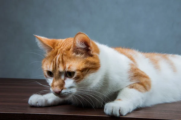 Dolce gatto carino in casa — Foto Stock