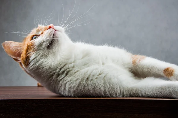 Dulce lindo gato en casa — Foto de Stock