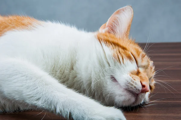 Sweet cute cat in home — Stock Photo, Image