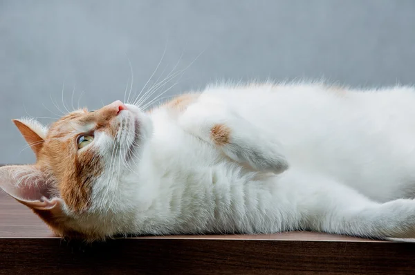 Divertido hermoso, gato doméstico — Foto de Stock